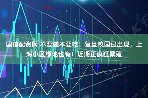 国信配资网 不要碰不要吃！复旦校园已出现，上海小区绿地也有！近期正疯狂繁殖